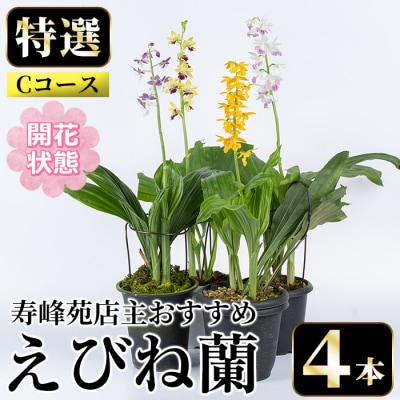 【個数限定】<3月末まで受付 >寿峰苑特選えびね蘭店主おすすめ開花済Cコース