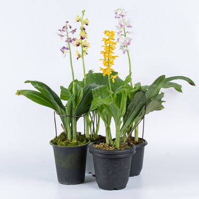 【個数限定】<3月末まで受付 >寿峰苑特選えびね蘭店主おすすめ開花済Cコース