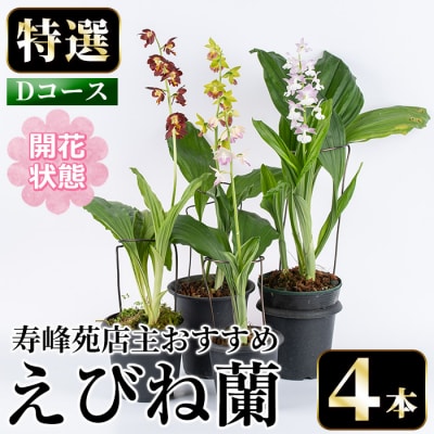 【個数限定】<3月末まで受付 >寿峰苑特選えびね蘭店主おすすめ開花済Dコース