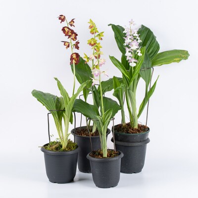 【個数限定】<3月末まで受付 >寿峰苑特選えびね蘭店主おすすめ開花済Dコース