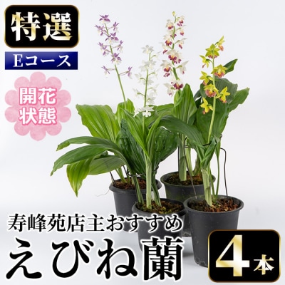【個数限定】<3月末まで受付 >寿峰苑特選えびね蘭店主おすすめ開花済Eコース
