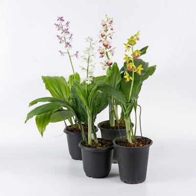 【個数限定】<3月末まで受付 >寿峰苑特選えびね蘭店主おすすめ開花済Eコース