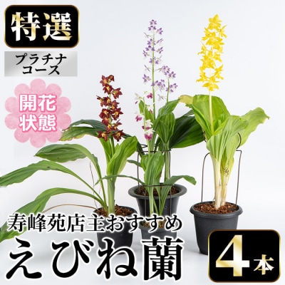 【個数限定】<3月末まで受付 >寿峰苑特選えびね蘭店主おすすめ開花済Pコース