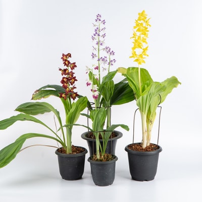 【個数限定】<3月末まで受付 >寿峰苑特選えびね蘭店主おすすめ開花済Pコース