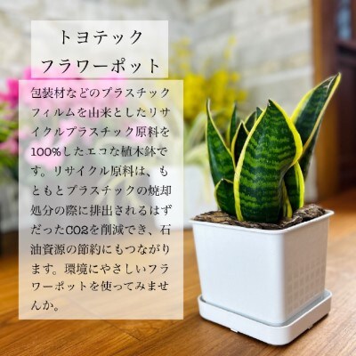 【エコ製品】トヨテックフラワーポット(受皿付)　白 2サイズ×2個セット(4・6号)