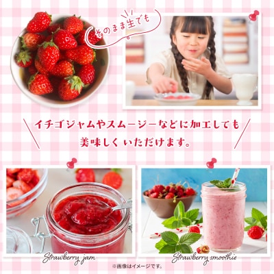 <訳あり いちご あまおとめ 約1.3kg 小粒 加工用 冷蔵 規格外品> 国産 サイズ 小粒 