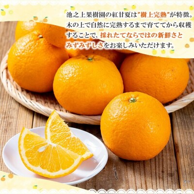 <訳アリ> 完熟 紅甘夏 約10kg L～3Lサイズ サイズ不揃い 満杯 箱詰め サイズ混合