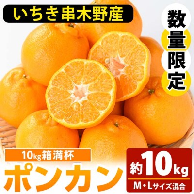 ＼数量・期間限定/池之上果樹園の旬のポンカンM・Lサイズ混合10kg箱満杯バラ詰め