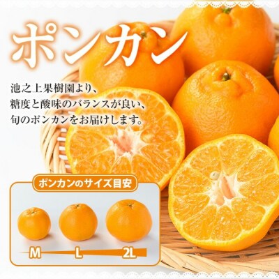 ＼数量・期間限定/池之上果樹園の旬のポンカンM・Lサイズ混合10kg箱満杯バラ詰め