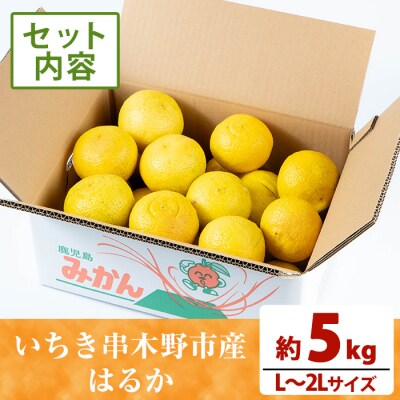 <先行予約>＼数量・期間限定/池之上果樹園のはるか(みかん)5㎏箱バラ詰め満杯