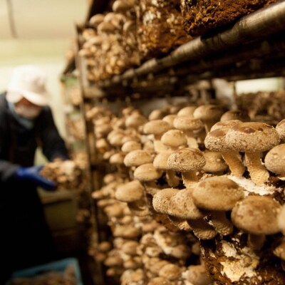 森の木ファームしいたけ(1キロ箱)ふぞろい