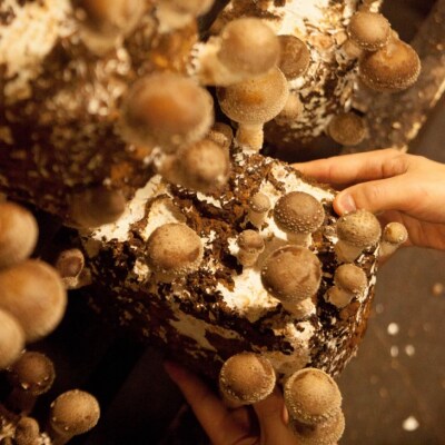 森の木ファームしいたけ(1キロ箱)ふぞろい