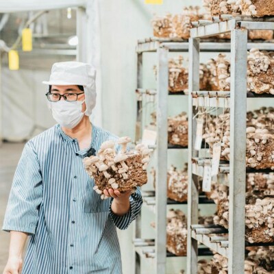 森の木ファームしいたけ(1キロ箱)ふぞろい