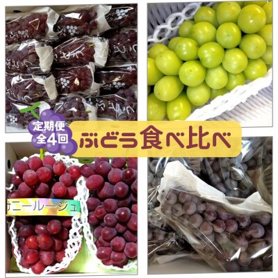 【定期便:全4回】ぶどう食べ比べコース　0142-2618