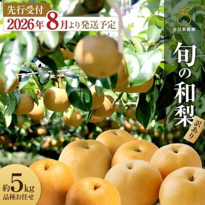 先行予約(2026年発送分)】【訳あり】旬の和梨　約5kg【吉川果樹園】|梨 ナシ こだわりの梨 フ