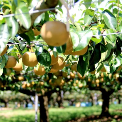 【先行予約(2026年発送分)】【訳あり】旬の和梨　約3kg【吉川果樹園】|梨 ナシ こだわりの梨 