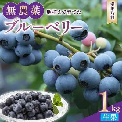 【先行受付】童集乃村ブルーベリー(生果)1kg