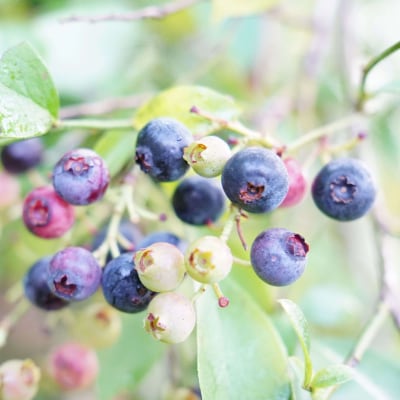 【先行受付】童集乃村ブルーベリー(冷凍)1kg