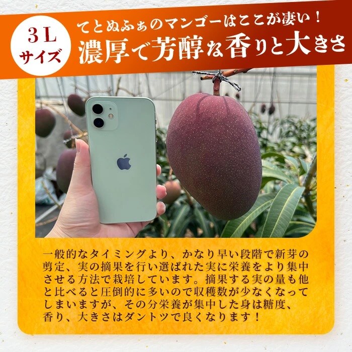《2026年6月下旬～7月発送》【先行受付】完熟!3Lサイズ 石垣島マンゴー 3玉入り