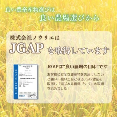 2025年産ノウリエ ななつぼし精米20kg【10月から11月上旬発送】