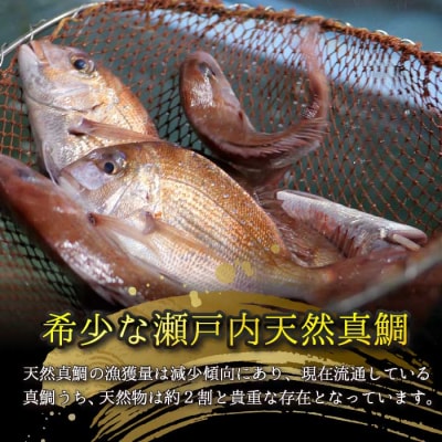 瀬戸内産 天然鯛 約2.5kg(500g×5匹/鱗・内臓処理)・鮮魚2種 [154-007]