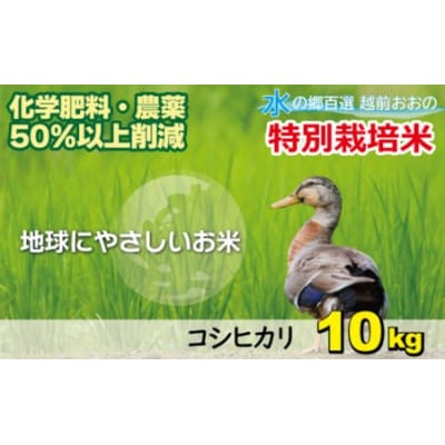 【令和7年産】こしひかり 10kg【白米】減農薬・減化学肥料 「特別栽培米」
