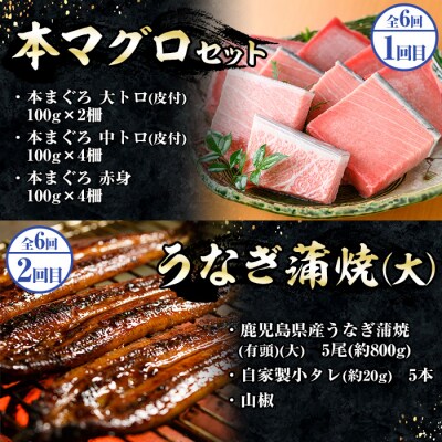 <6ヶ月定期便>いちき串木野プレミアム定期便(マグロ・鰻・牛肉)