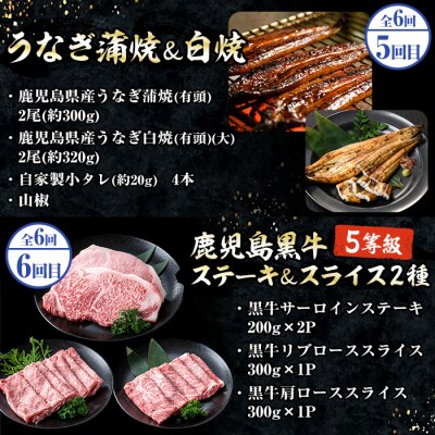 <6ヶ月定期便>いちき串木野プレミアム定期便(マグロ・鰻・牛肉)