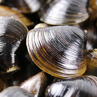 天塩町名産冷凍しじみ[特大サイズ](700g)2パック入り