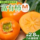 ケーズファーム　富有柿　M　14個程度(約2.8kg)