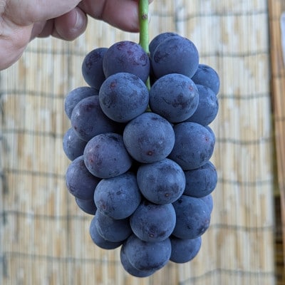 【2026年夏発送】種無し巨峰　約2kg(5房前後)　来季分先行受付
