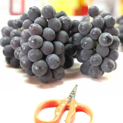 種無巨峰　約2kg(5房前後)【2025年8月6日以降発送】