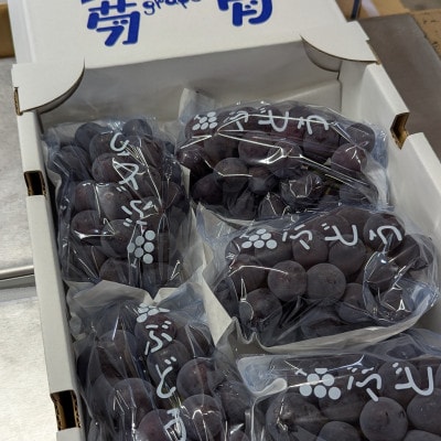 【2026年夏発送】種無し巨峰　約2kg(5房前後)　来季分先行受付