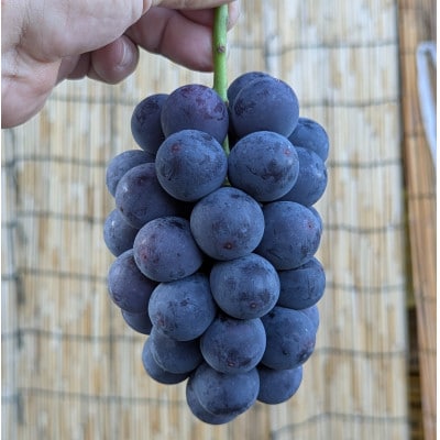 【2026年夏発送】お試しサイズ約1kg　梅田農園の種無し巨峰　来季分先行受付