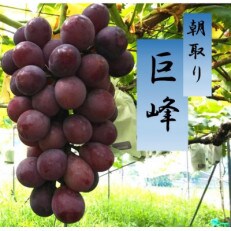 【令和5年度　8月発送】和歌山県橋本市産　　巨峰　(800g×2箱) | ふるさと納税のお礼品