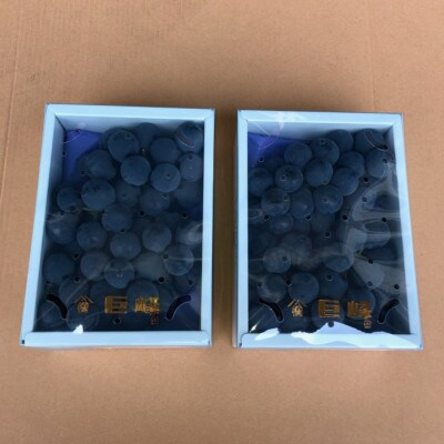 和歌山県産 大粒黒ぶどう 巨峰(800g×2箱)