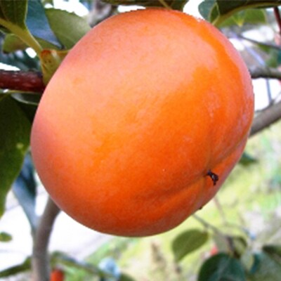 11月から旬の果物　JA紀北かわかみの富有柿(約2kg)　3Lサイズ　6玉入