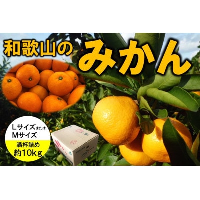 JA紀北かわかみ　みかん(約10kg)　MLサイズ　満杯詰め