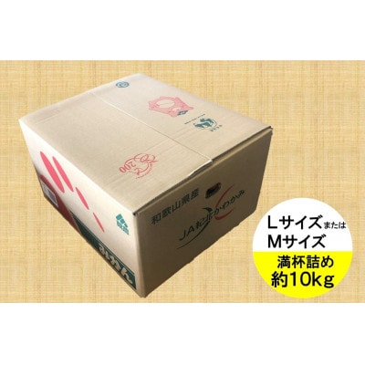 JA紀北かわかみ　みかん(約10kg)　MLサイズ　満杯詰め