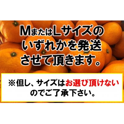 JA紀北かわかみ　みかん(約10kg)　MLサイズ　満杯詰め
