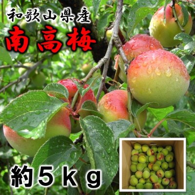 和歌山の梅　紀州南高梅　2L～3Lサイズ　約5kg