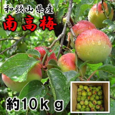 和歌山の梅　紀州南高梅　2L～3Lサイズ　約10kg