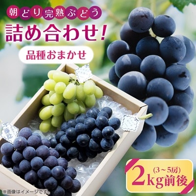 【2026年・発送】朝どり完熟ぶどうの詰め合わせ