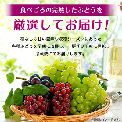 【2026年・発送】朝どり完熟ぶどうの詰め合わせ