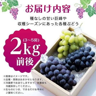 【2026年・発送】朝どり完熟ぶどうの詰め合わせ