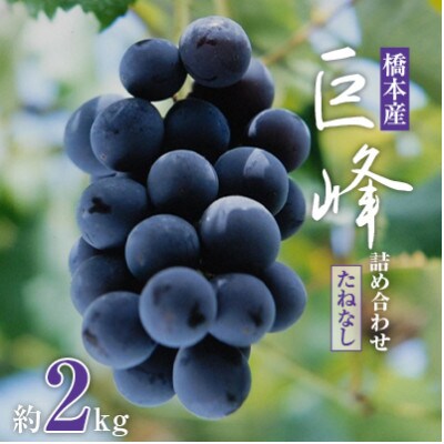 【2022年夏発送】 たねなしぶどう 巨峰(3房~5房)約2キロ ぶどう