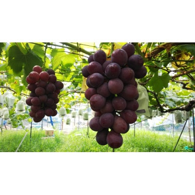 【2024年夏発送】たねなしぶどう　巨峰(2房～4房)とシャインマスカット(1房～2房)約2キロ　