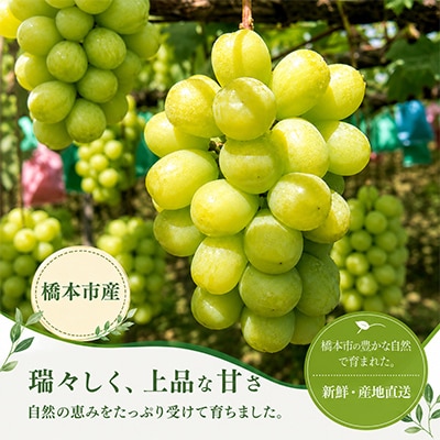 【2027年夏発送】先行受付 旬のシャインマスカット詰め合わせ約1.8キロ(和歌山県橋本市産)