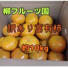 柳フルーツ園の訳あり富有柿 約10kg【2025冬発送】