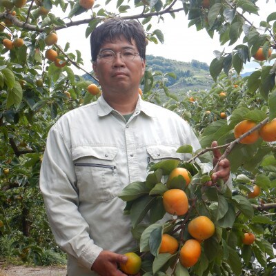 【高野山麓園直送】希少!秋の味覚 「紀の川柿」 10～12玉入り